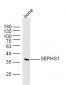 SEPHS1 Polyclonal Antibody